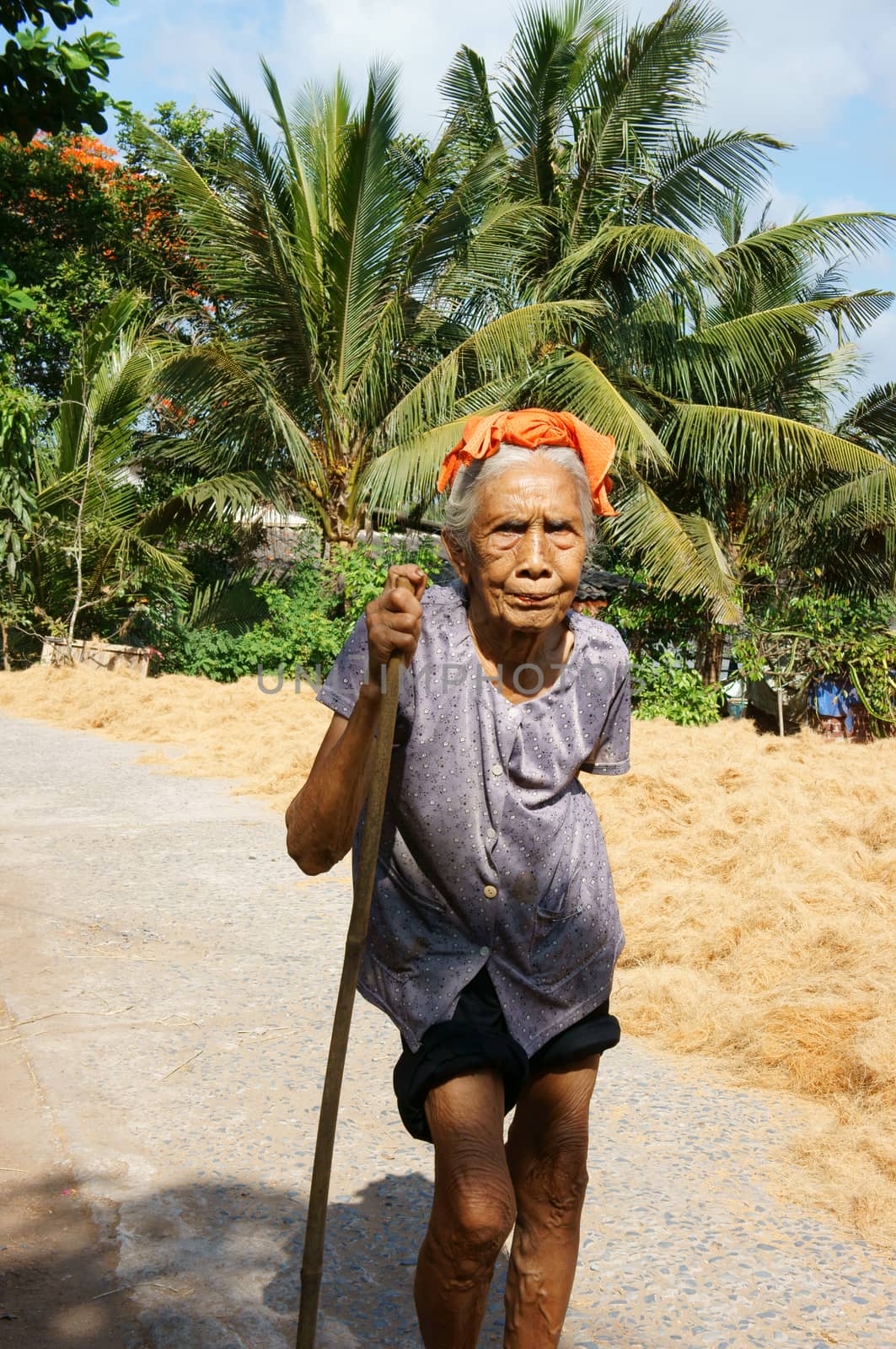 BEN TRE, VIET NAM- JUNE 1: Asian old woman with stick walking at Vietnamese countryside, senior very healthy walking on path, female usually have long living, Bentre, Vietnam, June 1, 2015