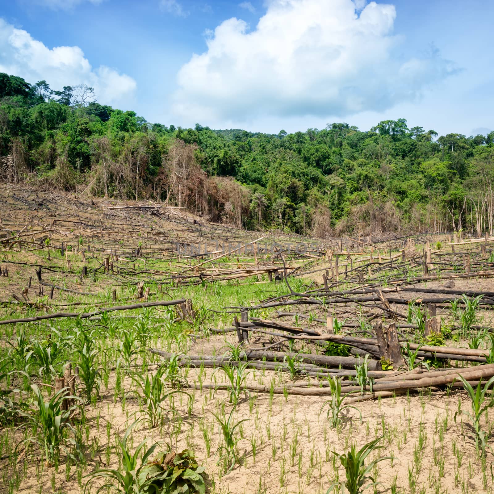 Deforestation in the Philippines by fazon1