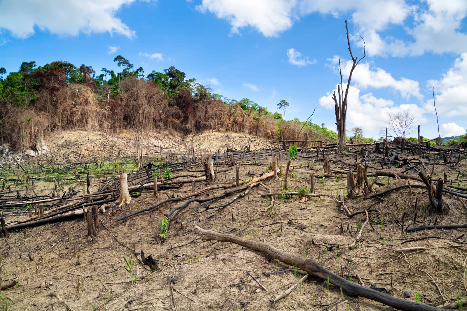 Deforestation in El Nido, Palawan - Philippines