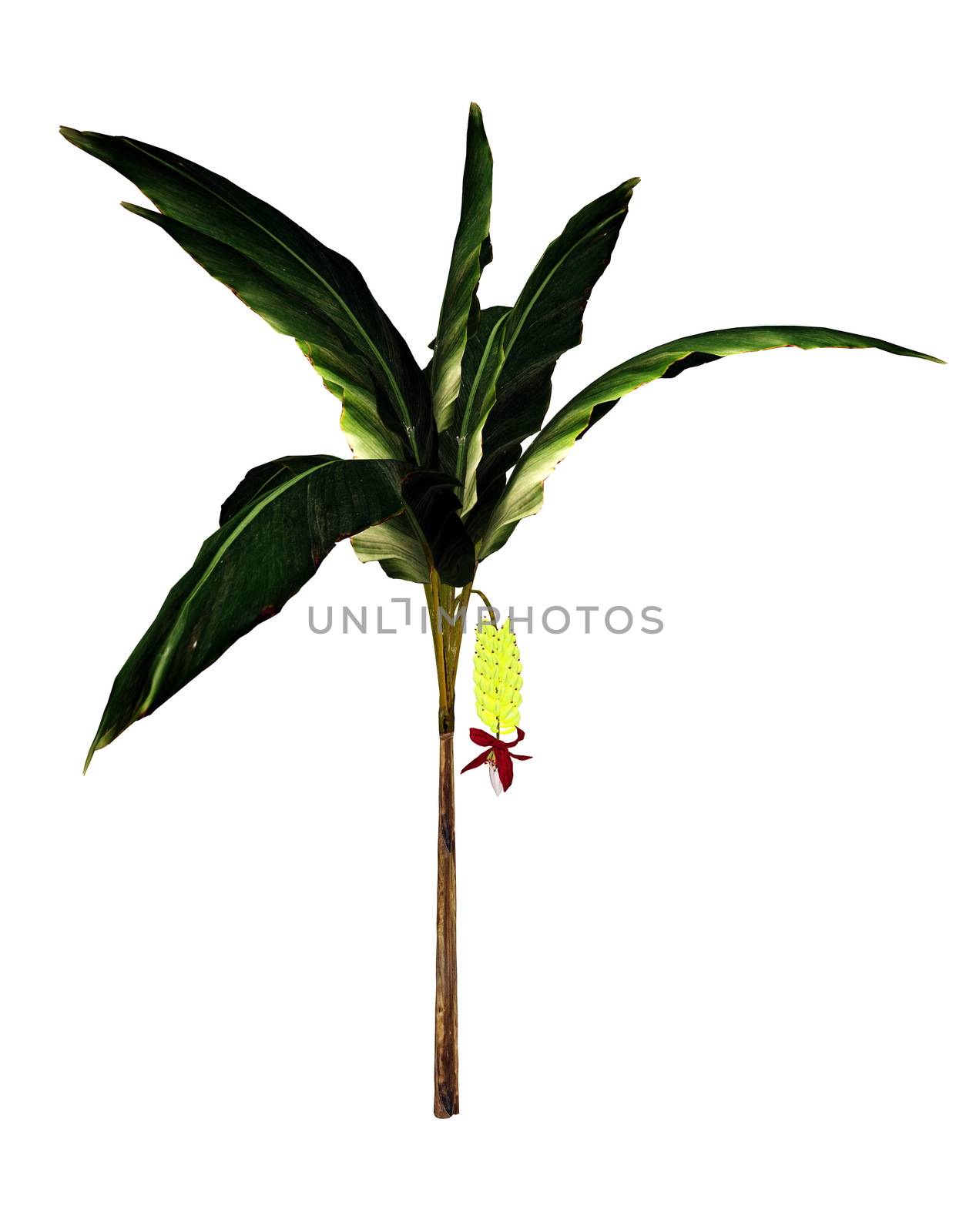 Banana, musa acuminata, tree isolated in white background - 3D render