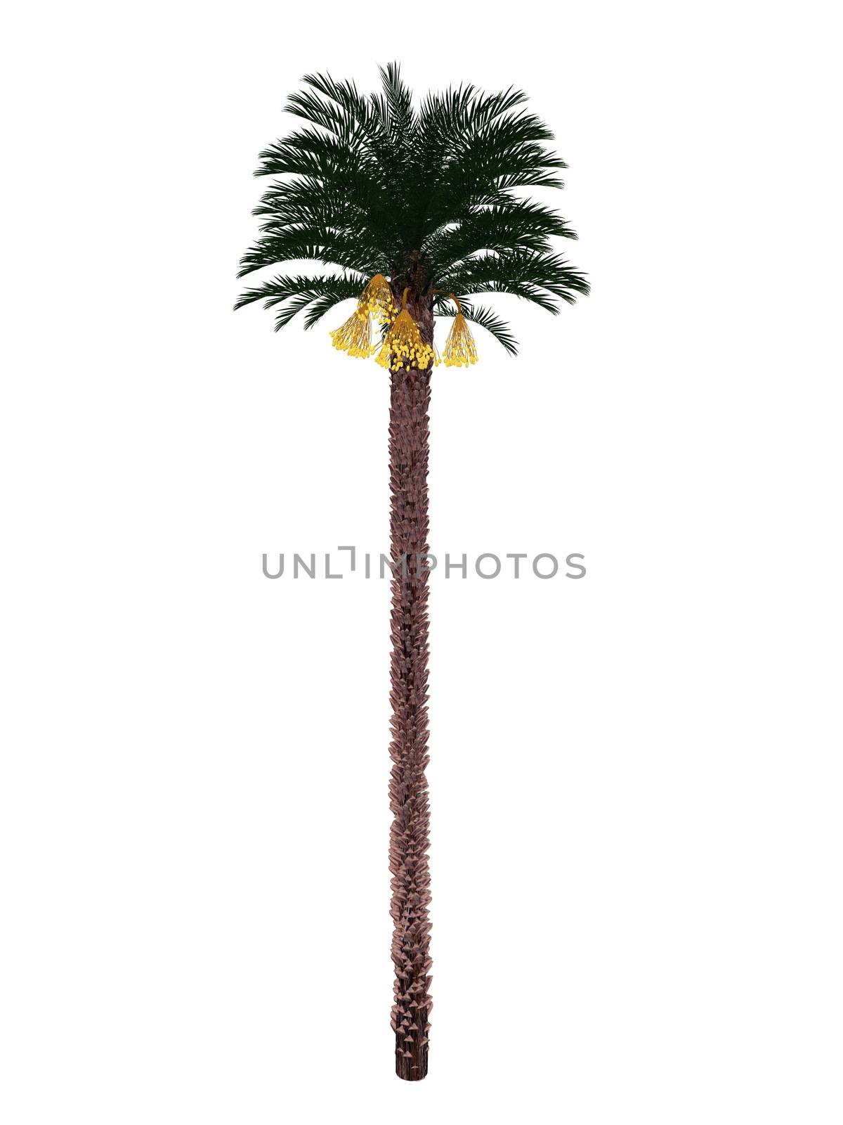 Date, phoenix dactyliphera, tree isolated in white background - 3D render