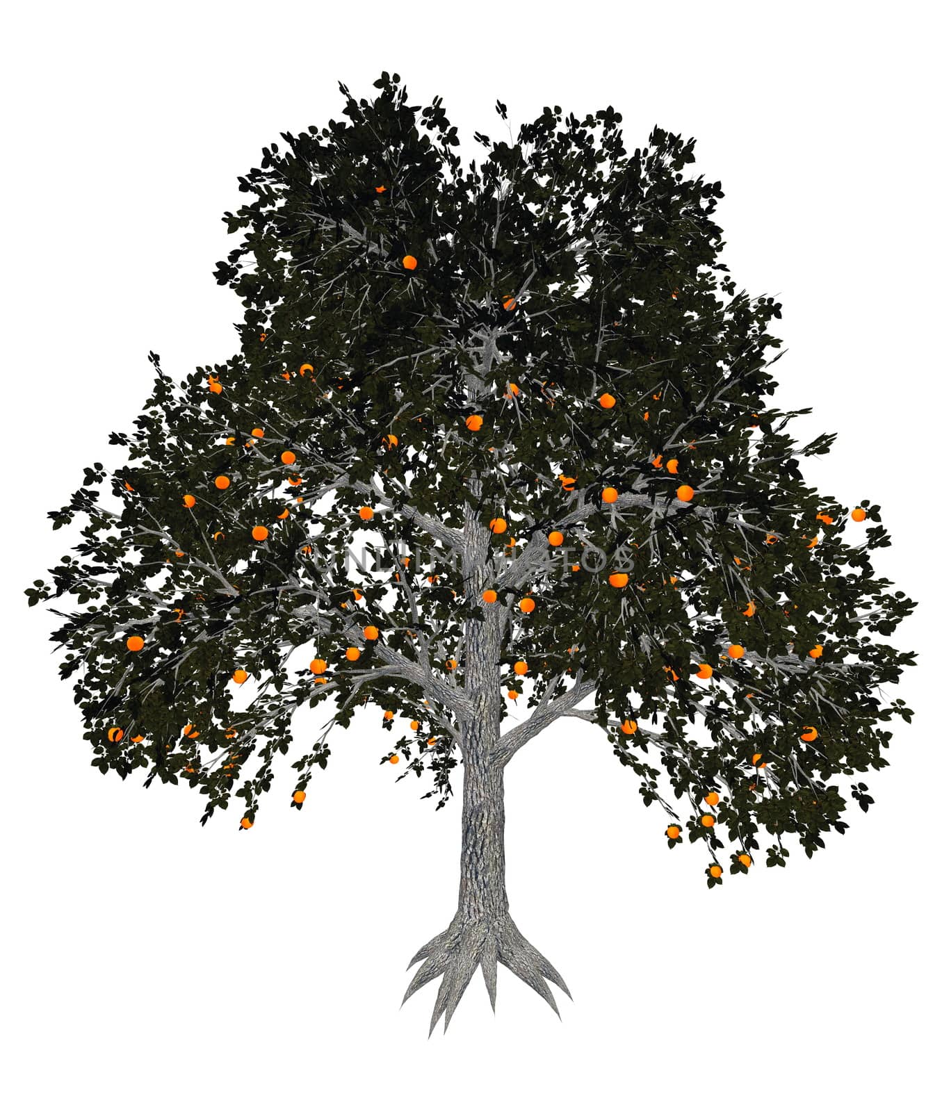 Asian or japanese persimmon tree - 3D render by Elenaphotos21