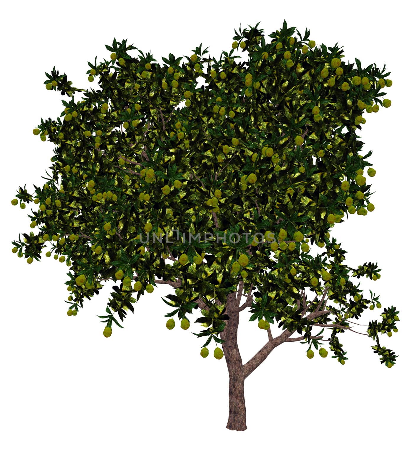 Mango tree - 3D render by Elenaphotos21