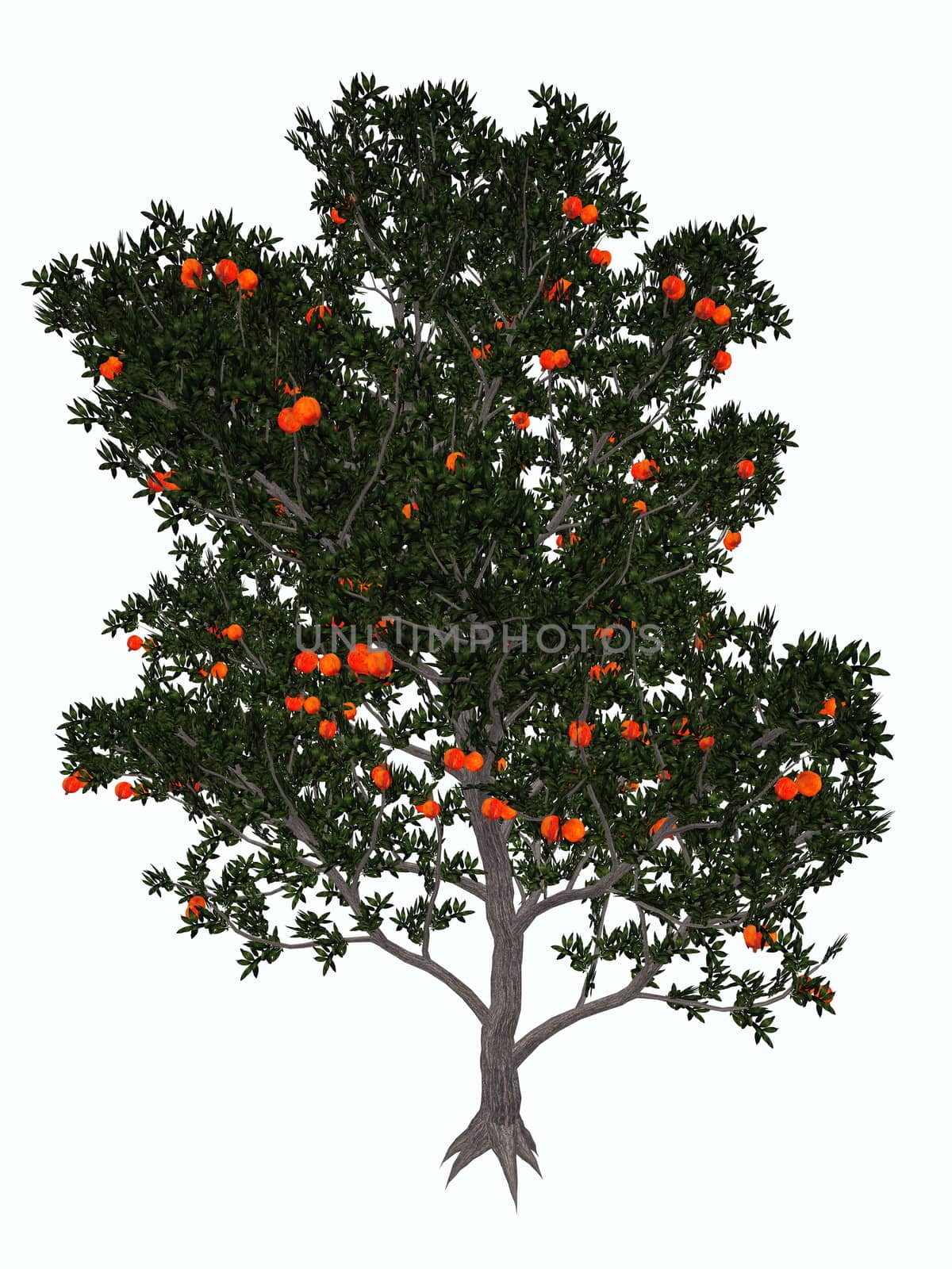 Pomegranate tree - 3D render by Elenaphotos21