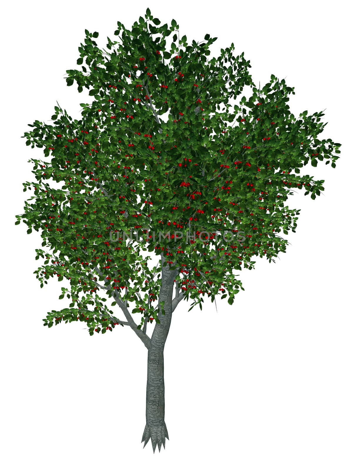 Sweet or wild cherry, prunus avium, tree isolated in white background - 3D render