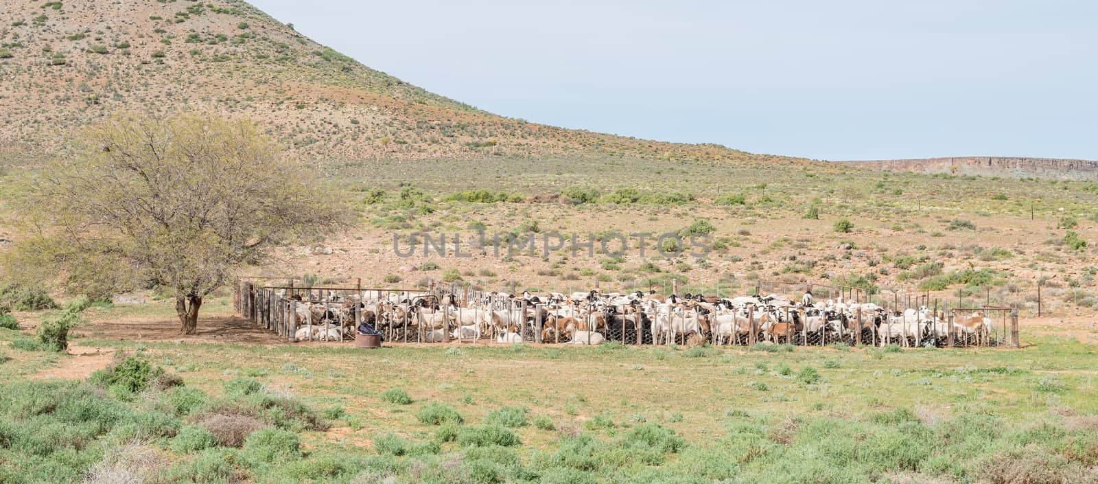 Dorper sheep in a kraal on a farm between Loeriesfontein and Nieuwoudtville