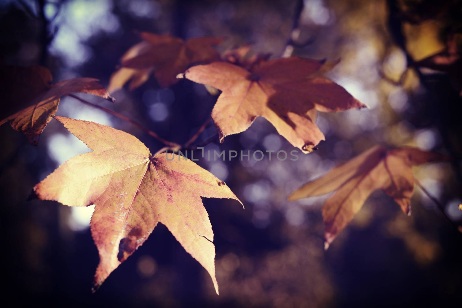 Fall season foliage close up of tree branch and leaves with soft blur background.