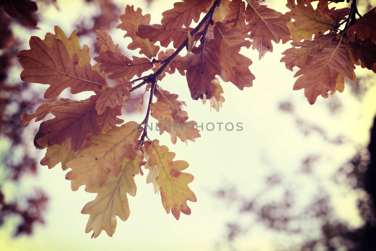 Fall season oak autumn tree leaves close up in sunset background with vintage style filter.