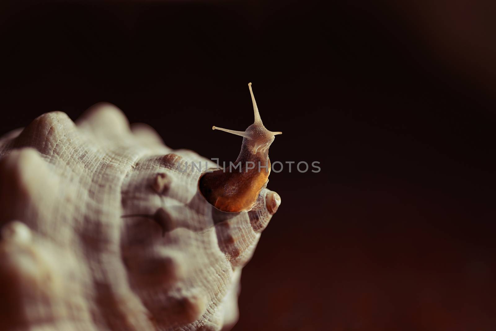 Outside the box snail seashell creative concept by cienpies