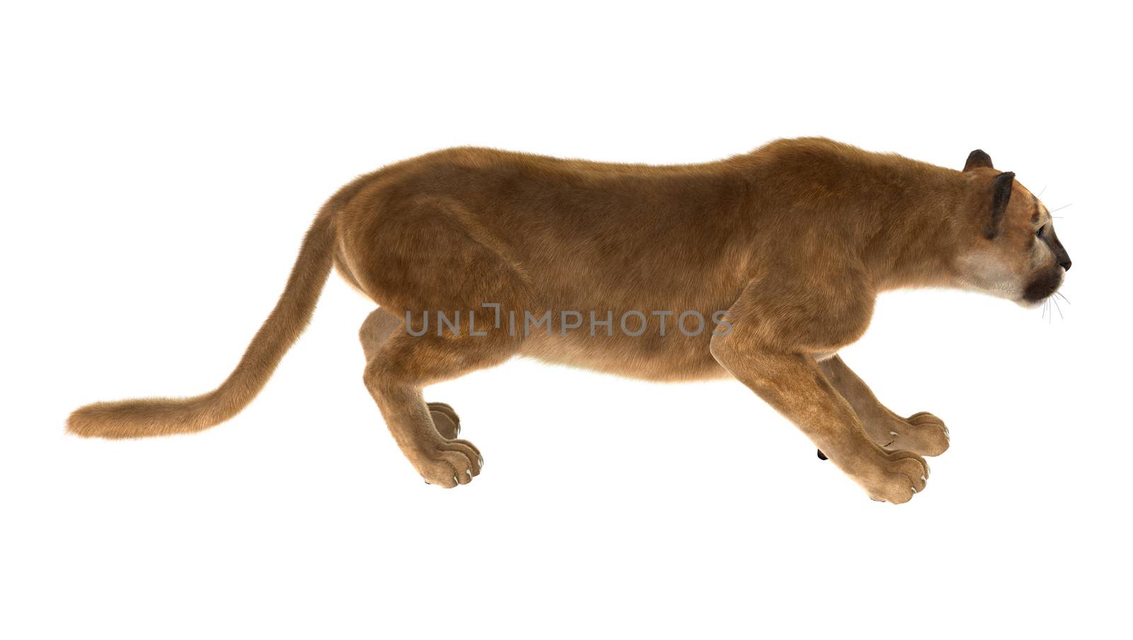 3D digital render of a big cat puma hunting iisolated on white background