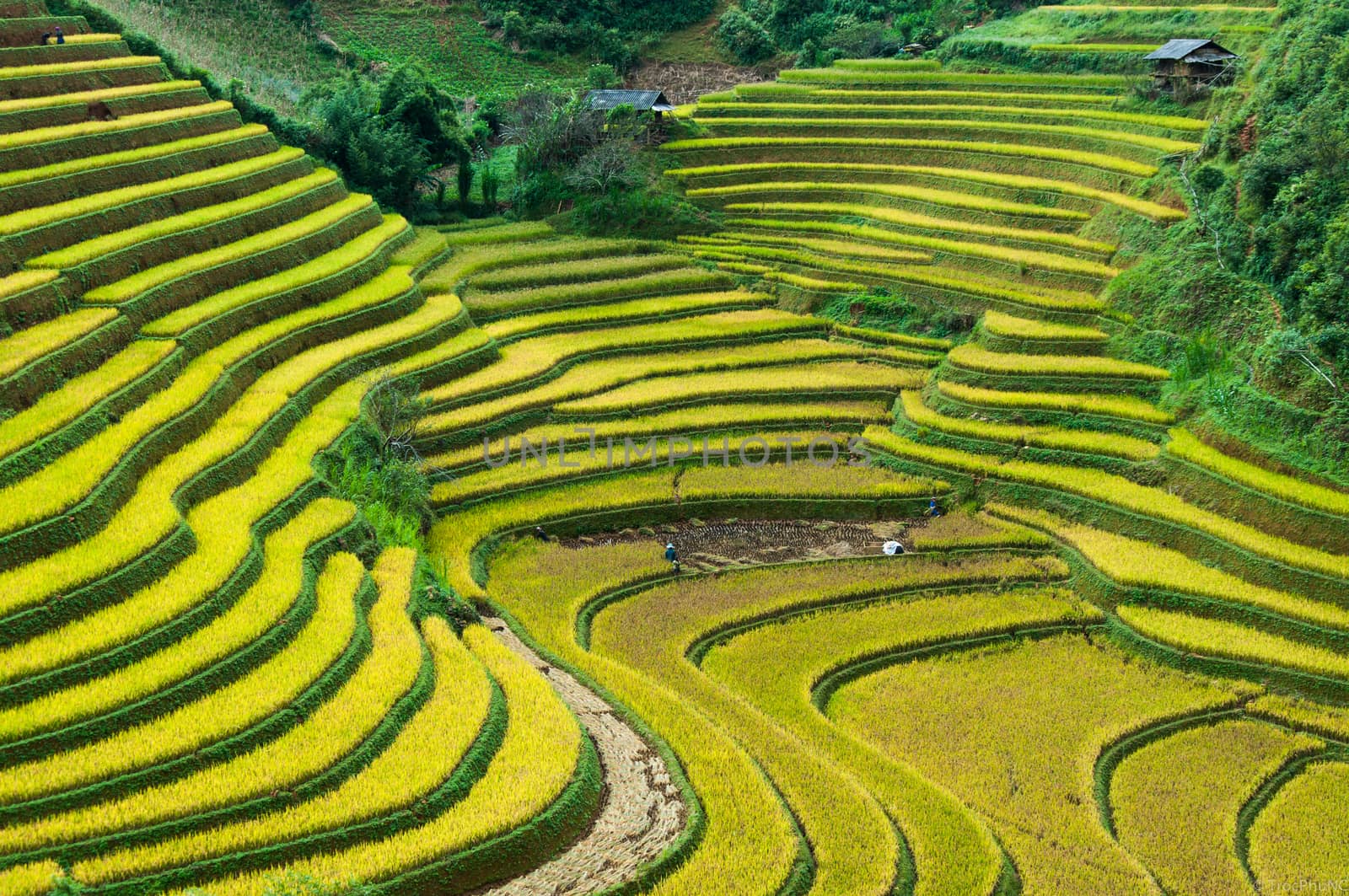 Vietnam Rice Terraces by trocphunc