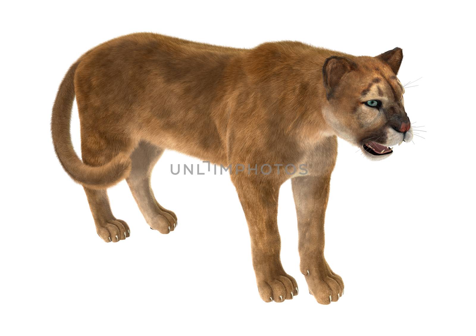 3D digital render of a big cat puma iisolated on white background