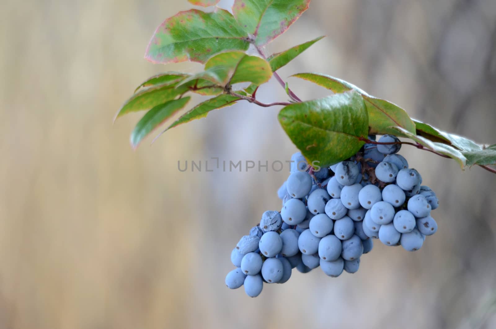 Picture of a Wild blue berry on a morning light
