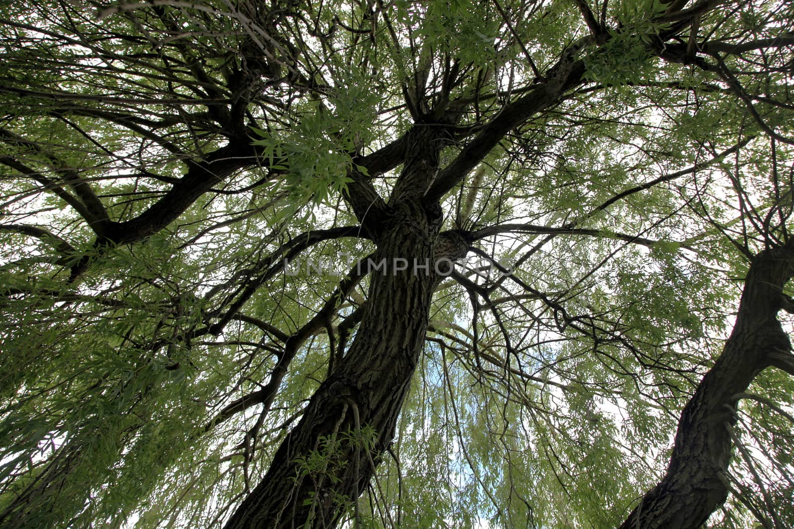 Inside a salix tree by sundaune