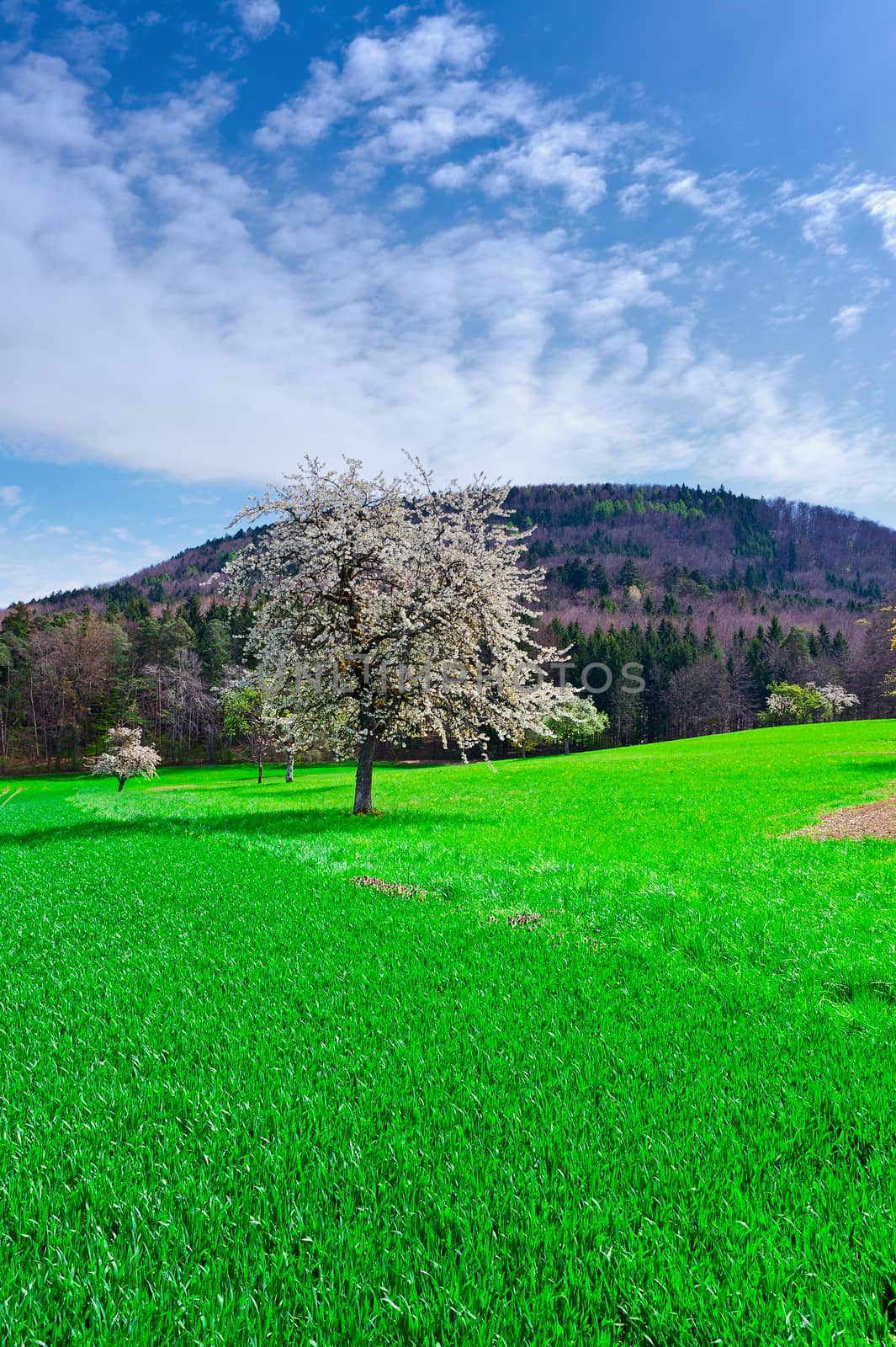 Flowering Trees Surrounded by Sloping Meadows in Switzerland