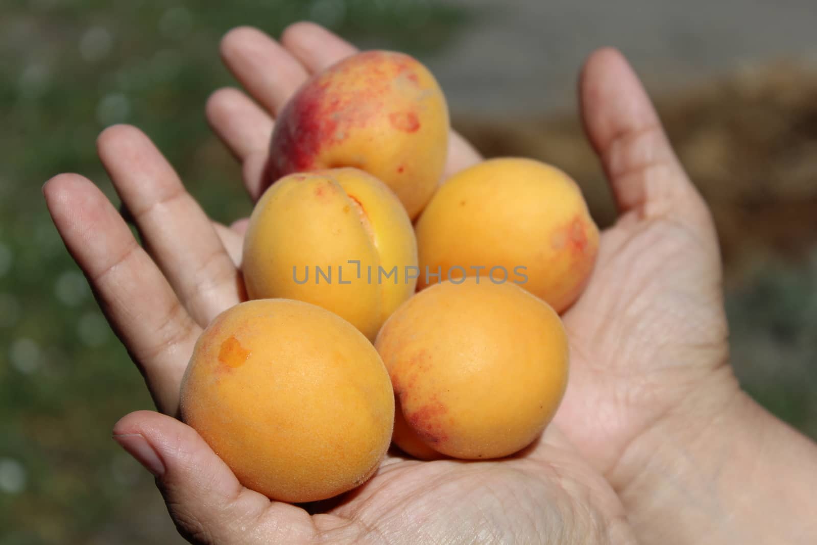 Female hands holding ripe orange apricots.