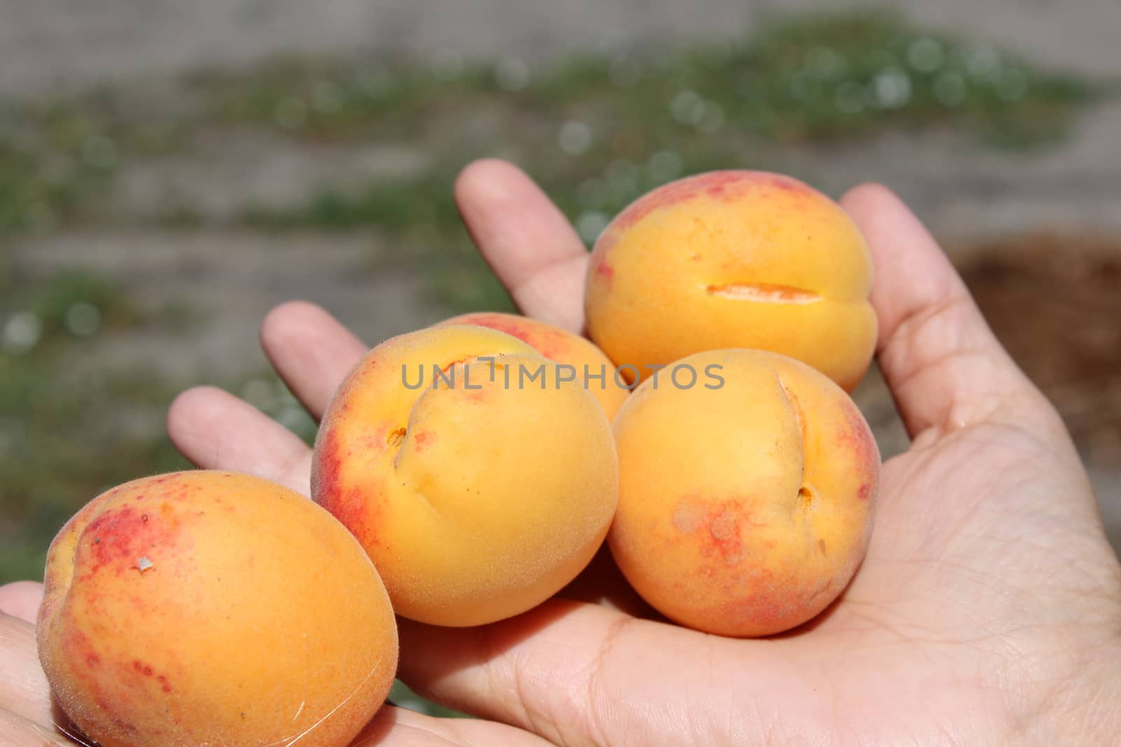 Apricots in hands by nurjan100