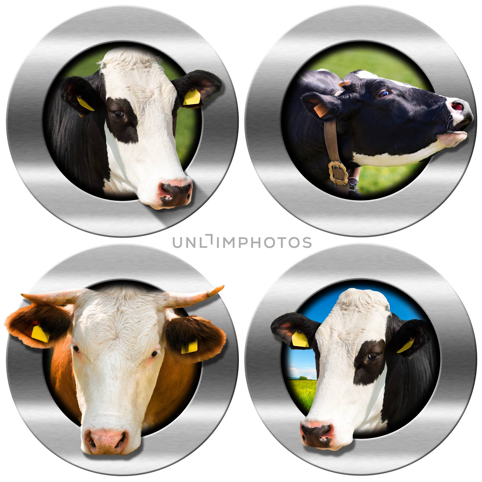 Four metallic round symbols or icons with space for text and heads of cows. Isolated on white background
