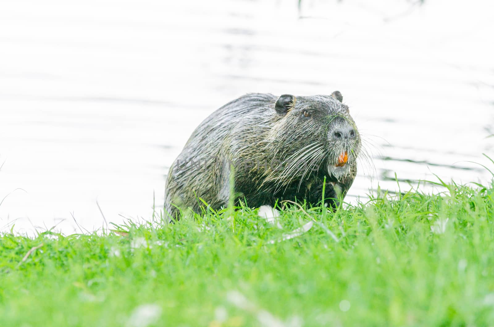 The Nutria  by JFsPic