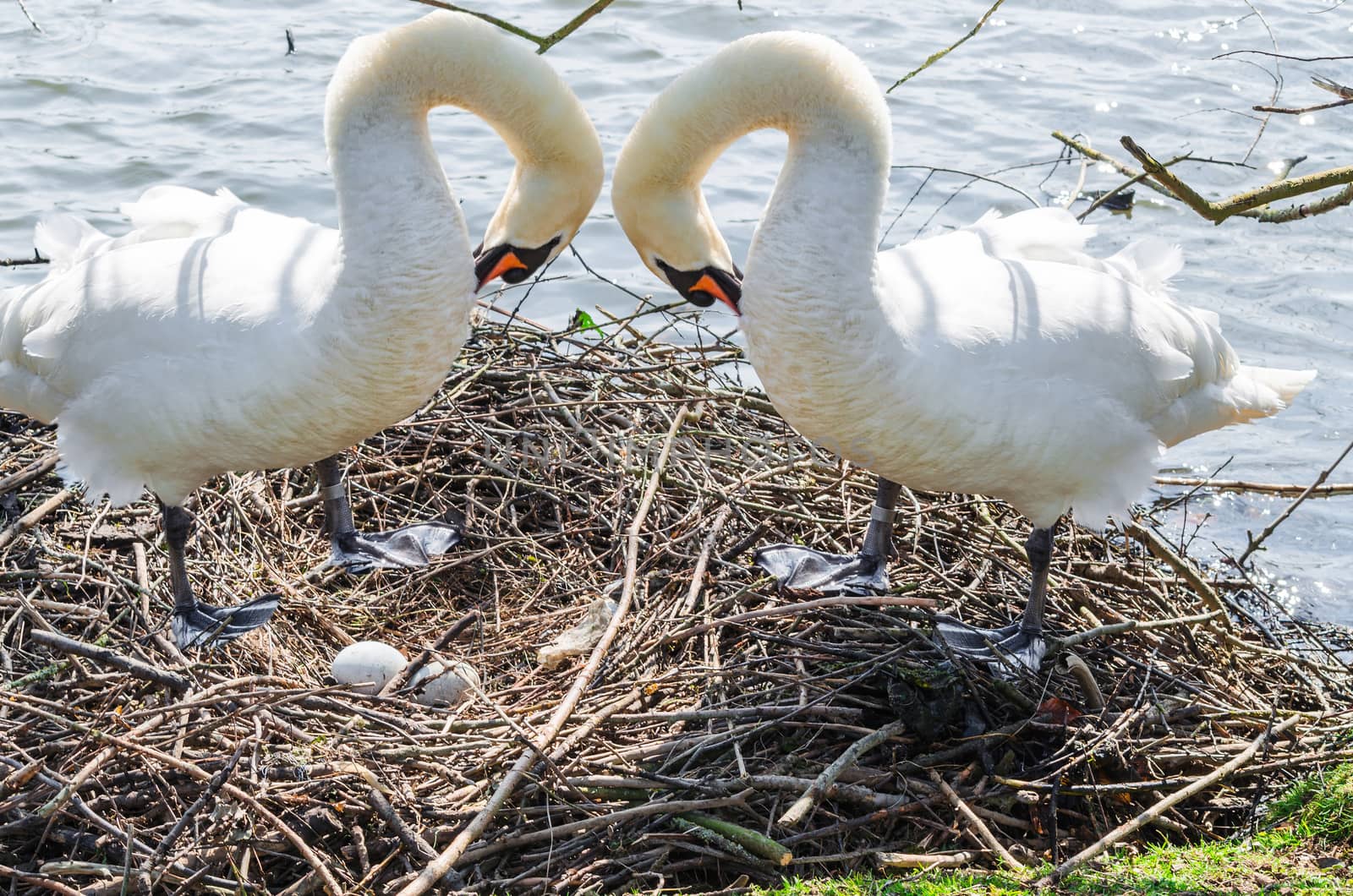 Two swans on the nest by JFsPic