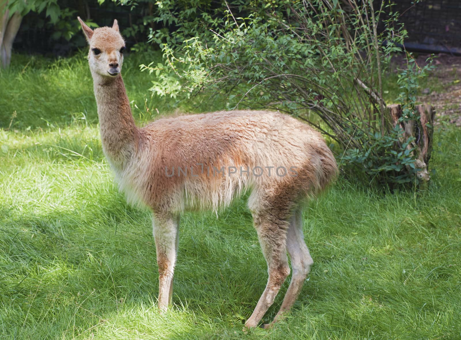 Young guanaco in profile in a zoo