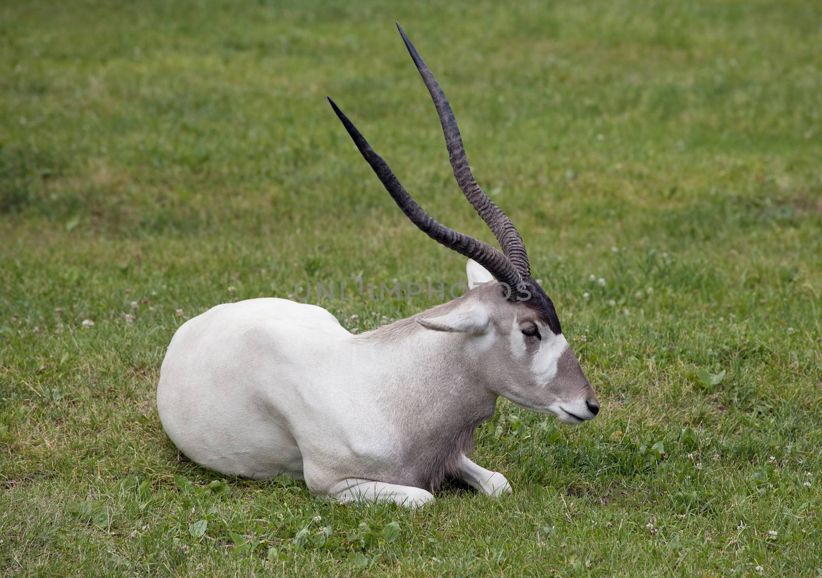 Scimitar horned oryx laying in the grass