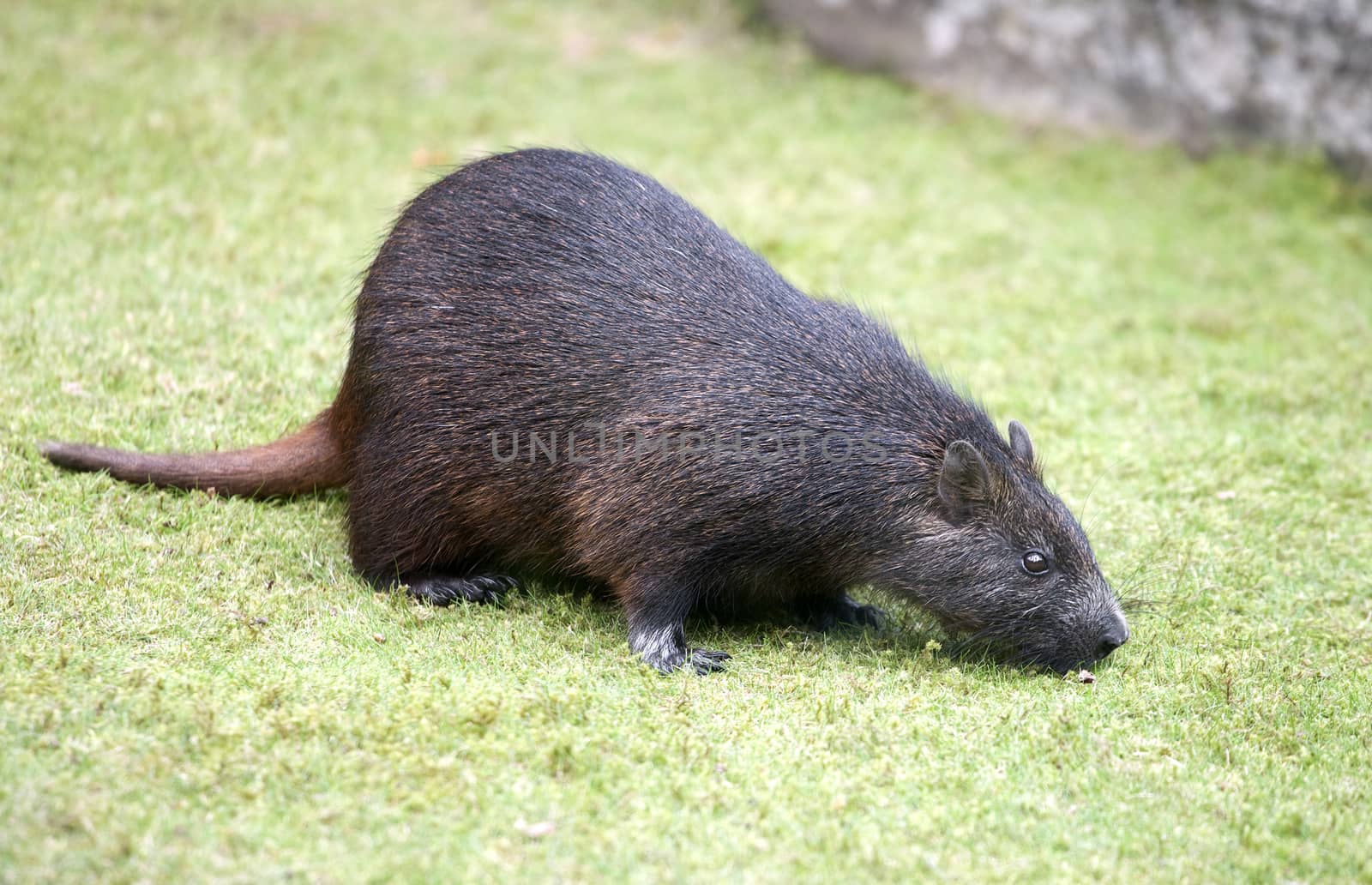Cuban hutia (Capromys pilorides) in a zoo