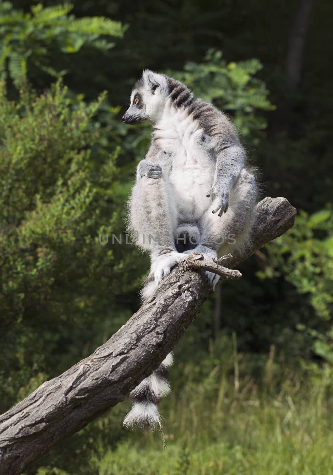 Lemur sitting on a branch in a zoo