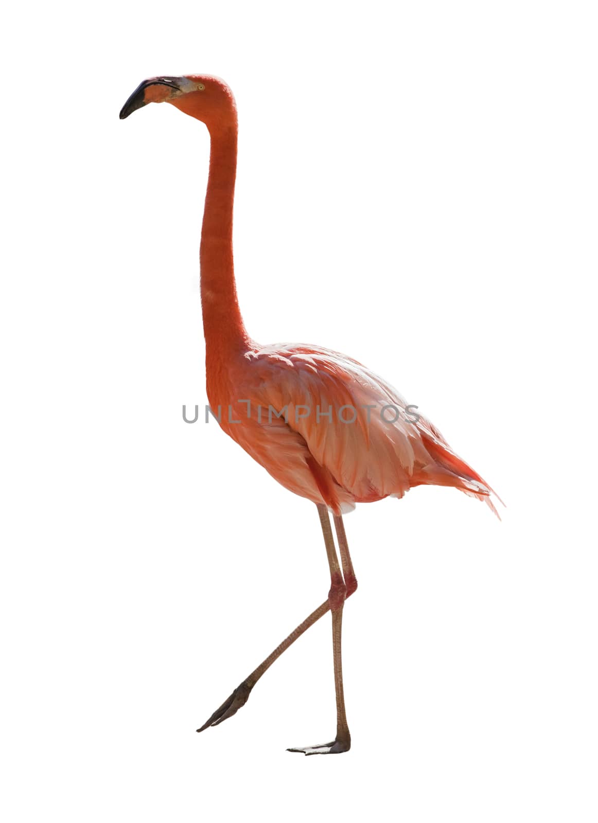 Red flamingo full length over white background