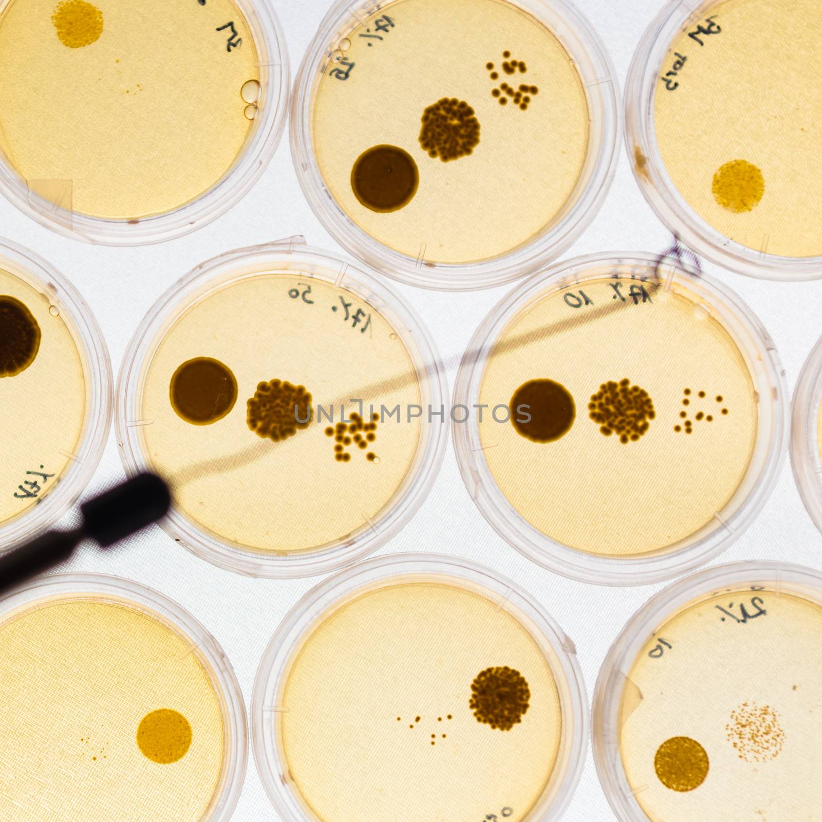 Growing Bacteria in Petri Dishes. by kasto