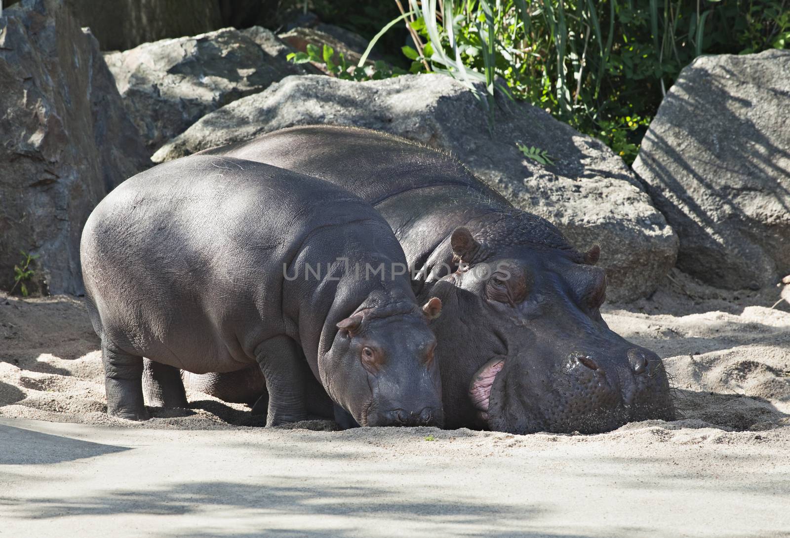 Two hippos, mother and child in a zoo