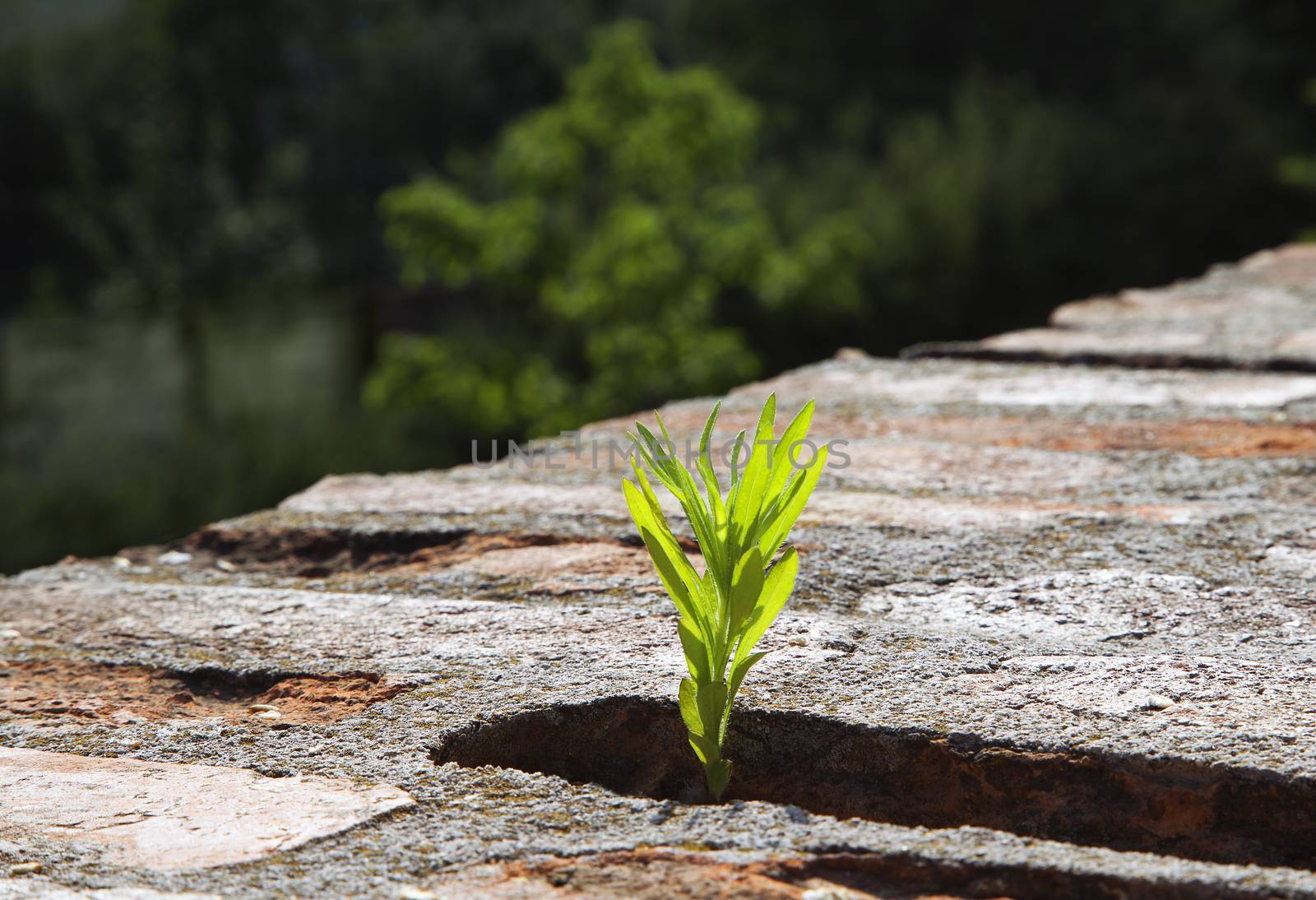 Young plant growing on an old brick wall