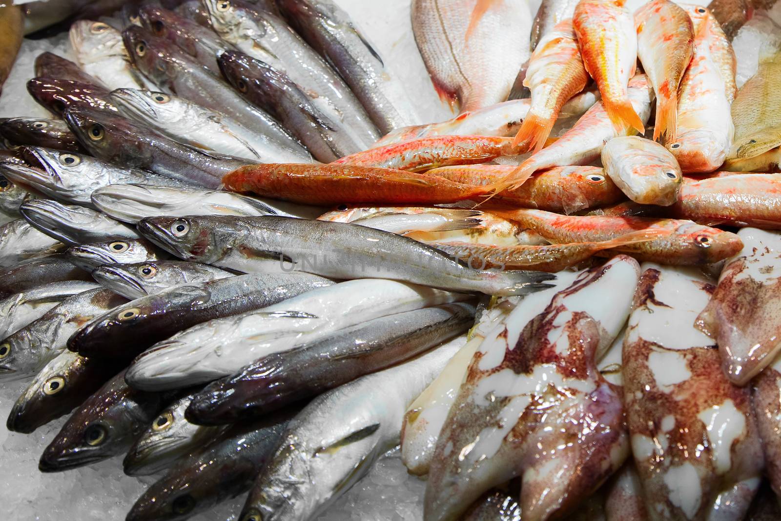 Various fresh fish on ice in a Barcelona market
