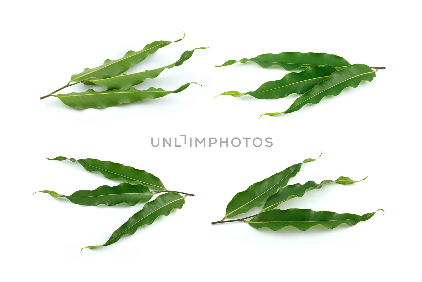 Four shots of triple leaves on white background