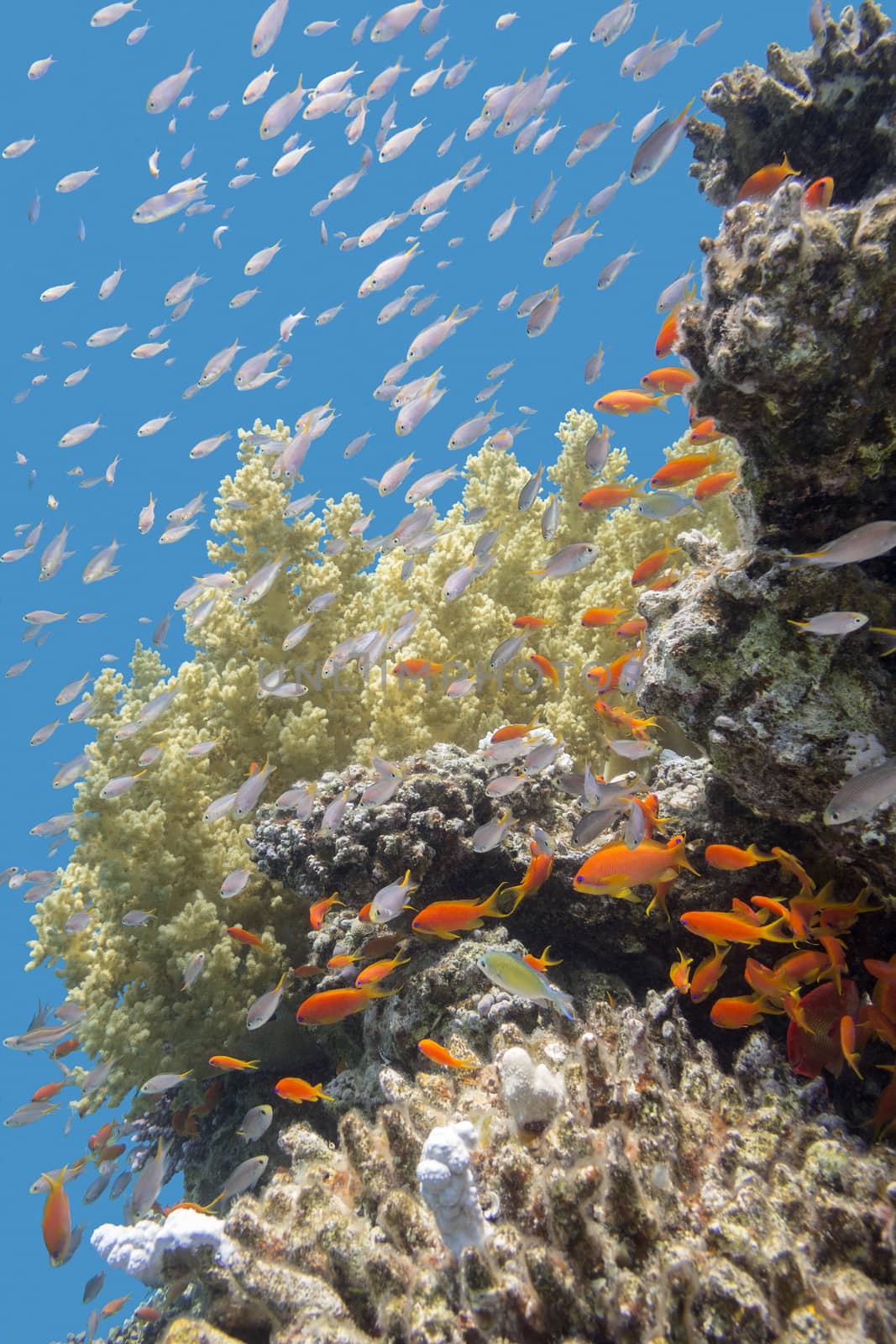 colorful coral reef with exotic fishes Anthias at the bottom of tropical sea, underwater