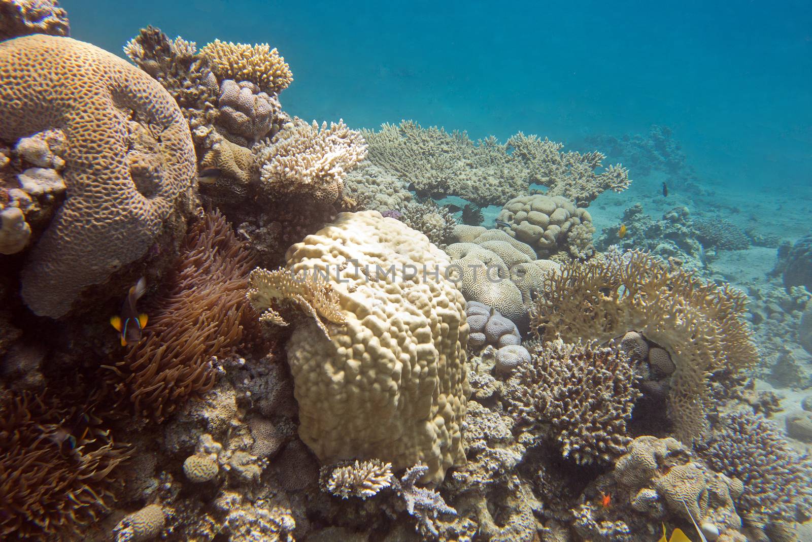 coral reef with hard corals at the bottom of tropical sea, underwater