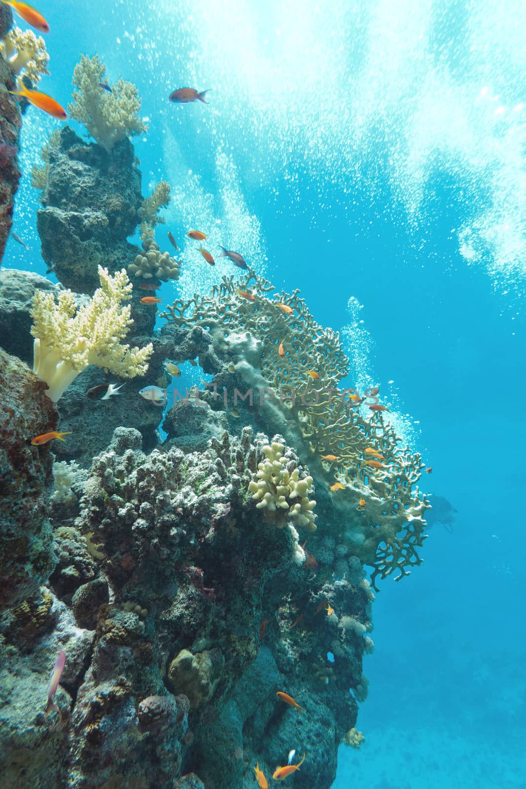  coral reef with shoal of fishes scalefin anthias, underwater by mychadre77