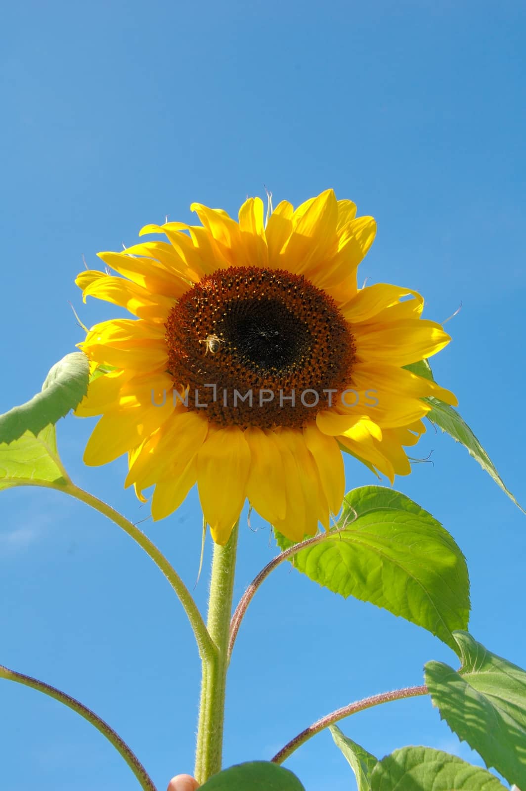 Sun flower