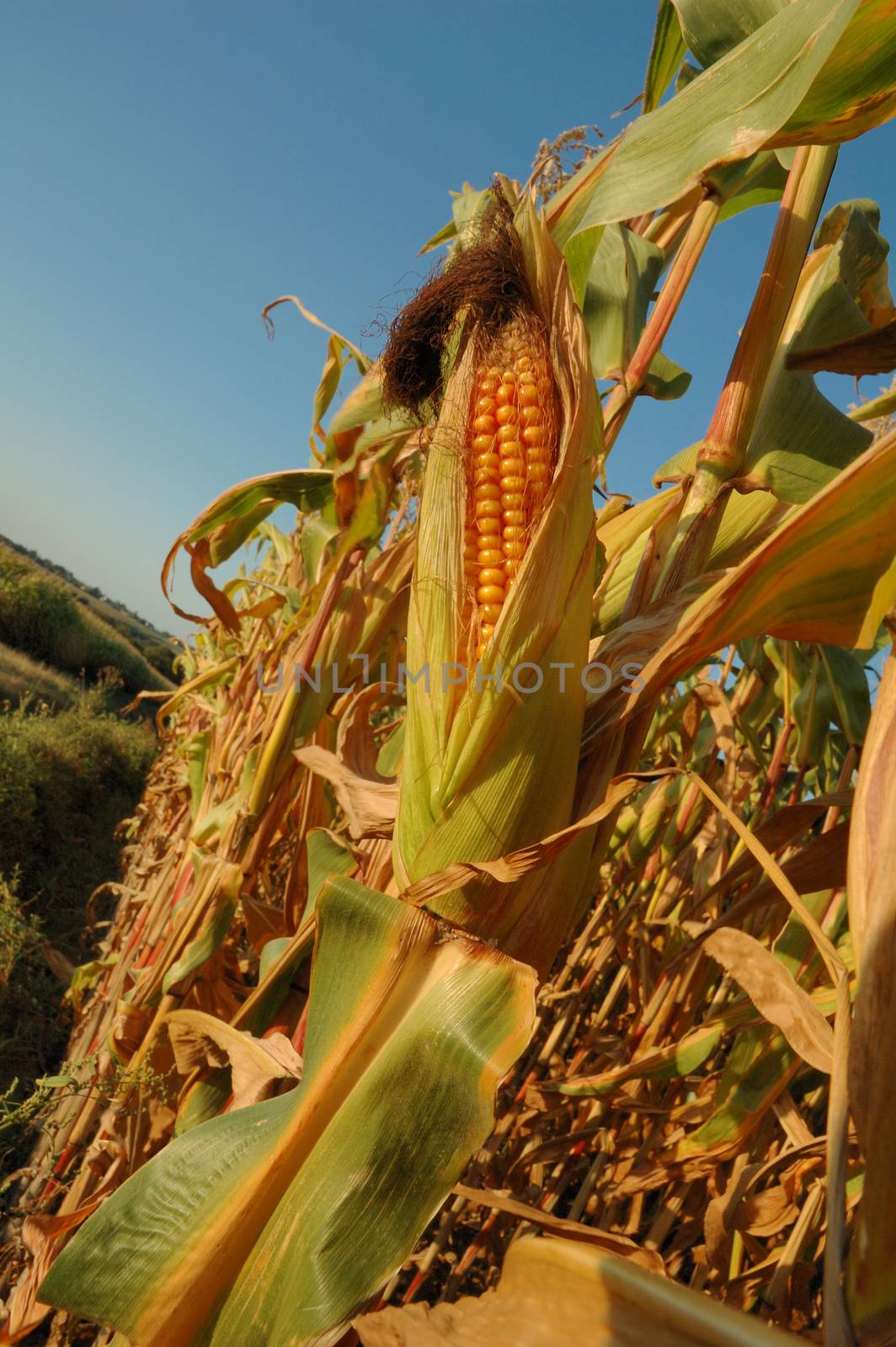 An ear of ripe corn by BZH22