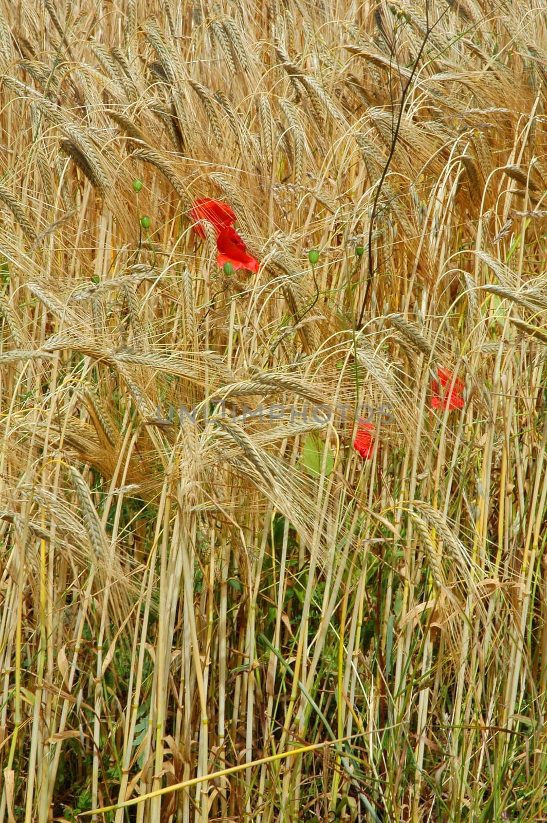 Rye field