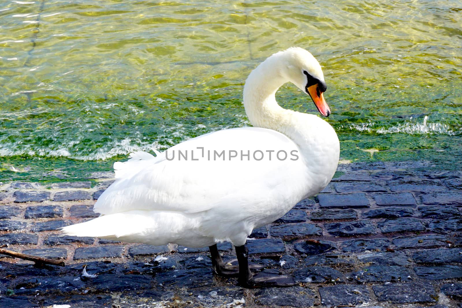 Swan in zurich lake Switzerland         