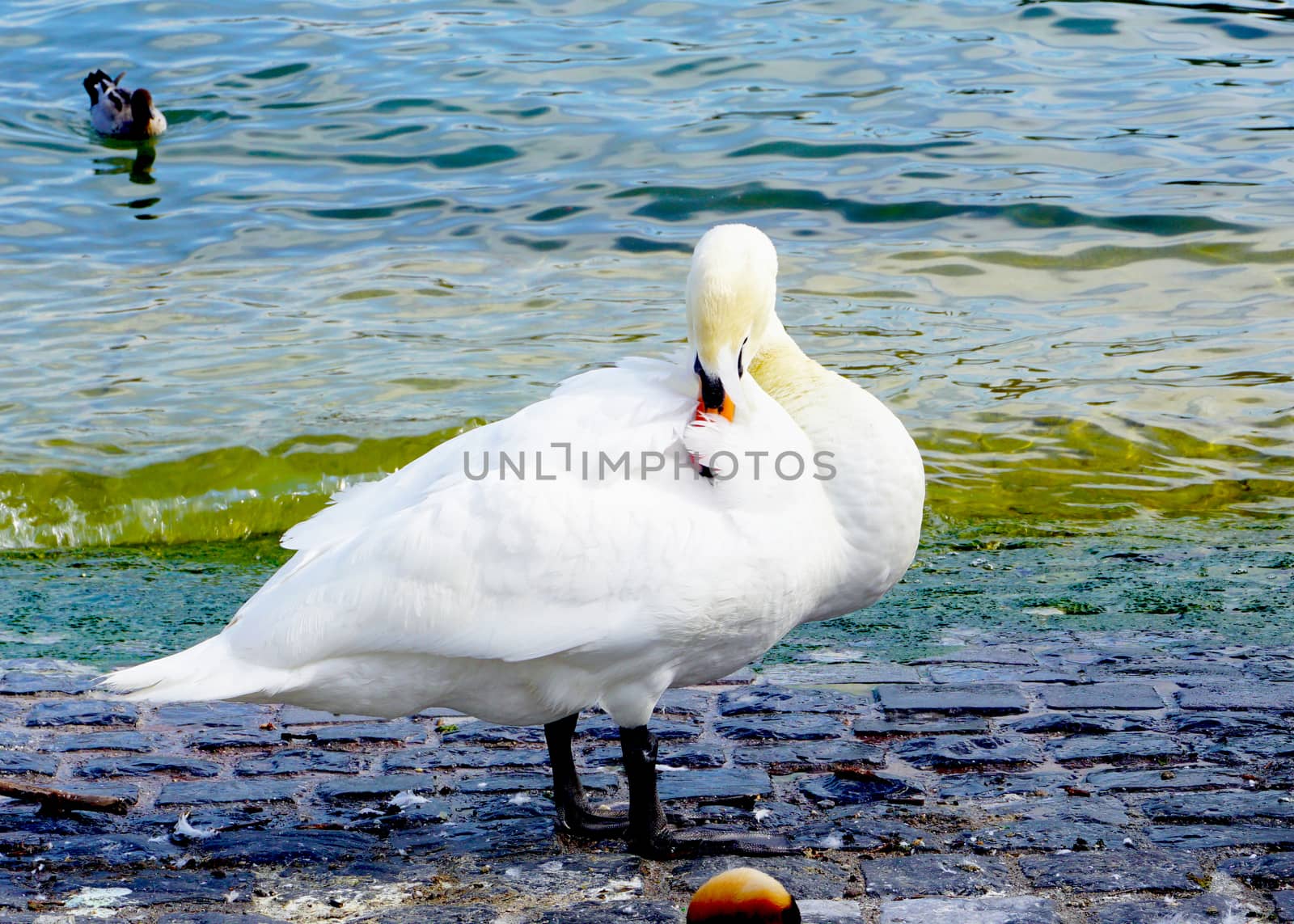 Swan in zurich lake