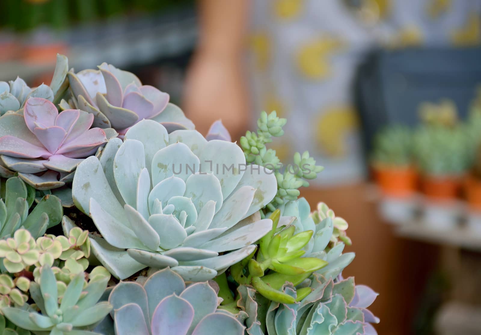 Soft focus to group of Succulent Plants (selective focus on certer of biggest plant)