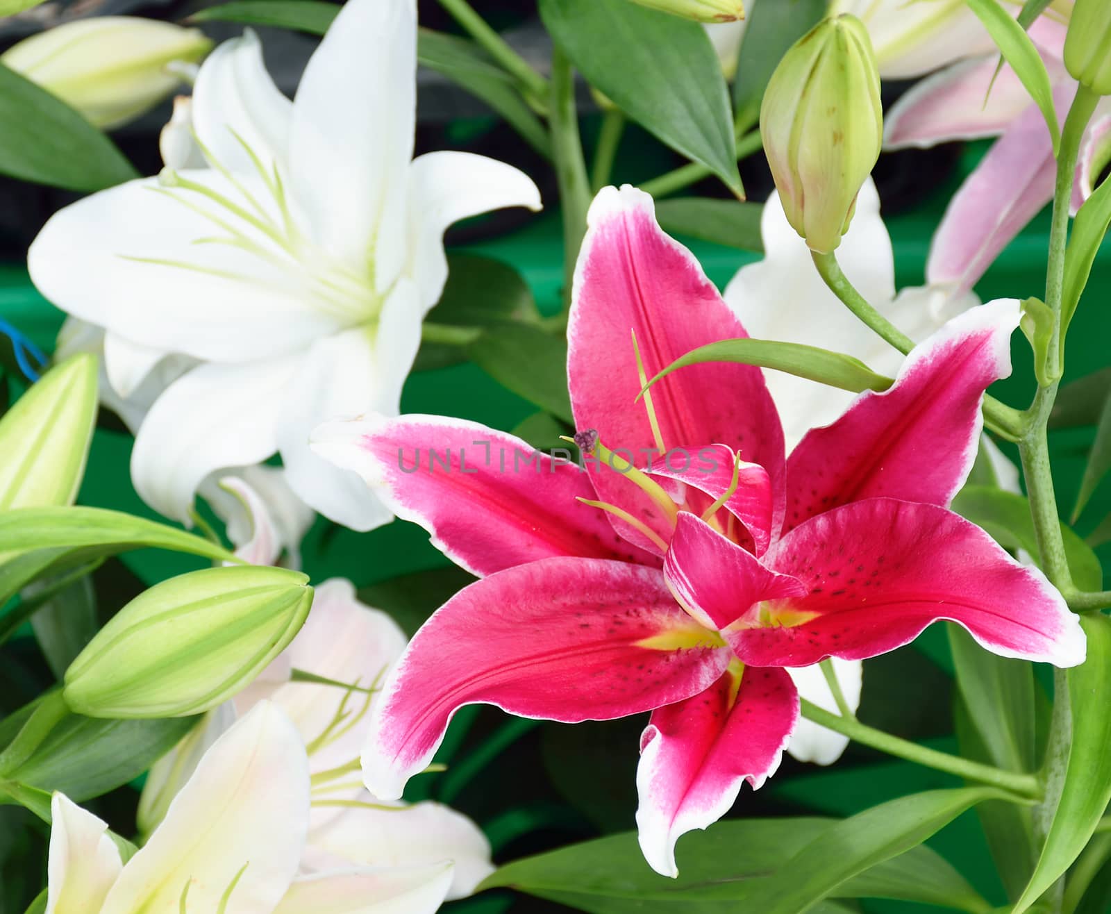 Soft focus of pink lily is cluster around with white lily and burgeons