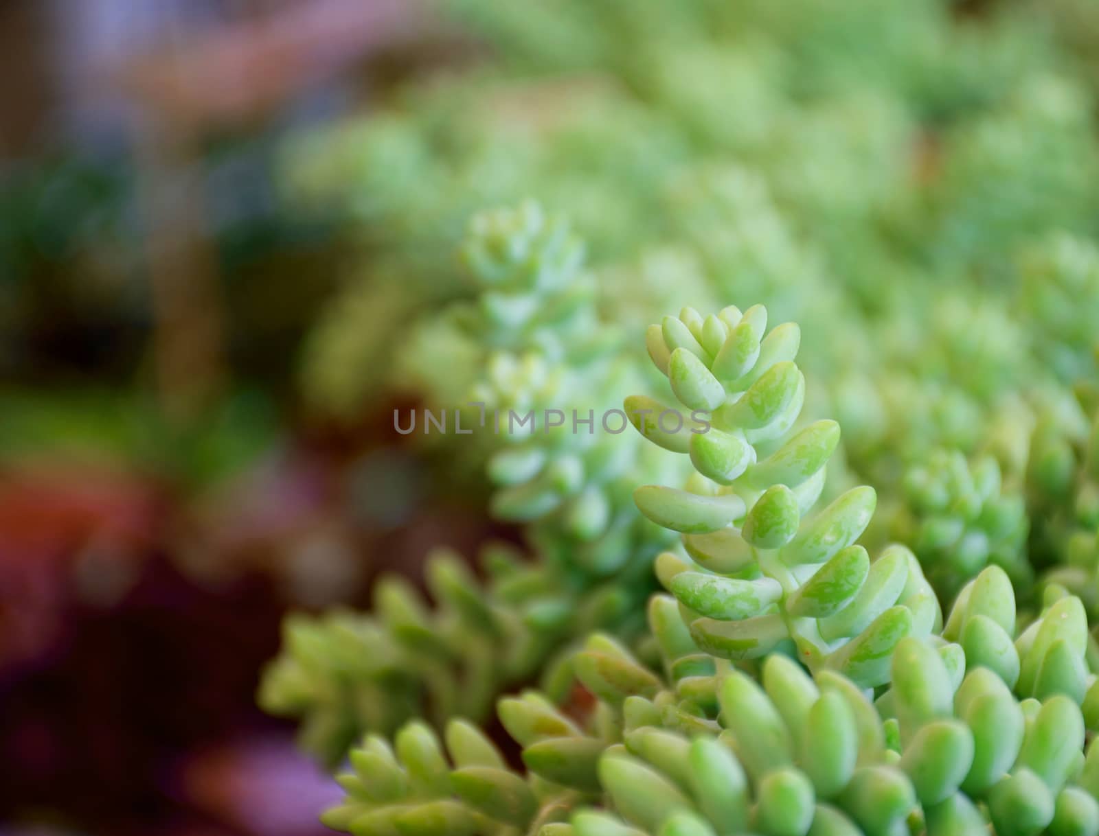 Soft focus to line with group of Succulent Plants (selective focus on top of middle plant)