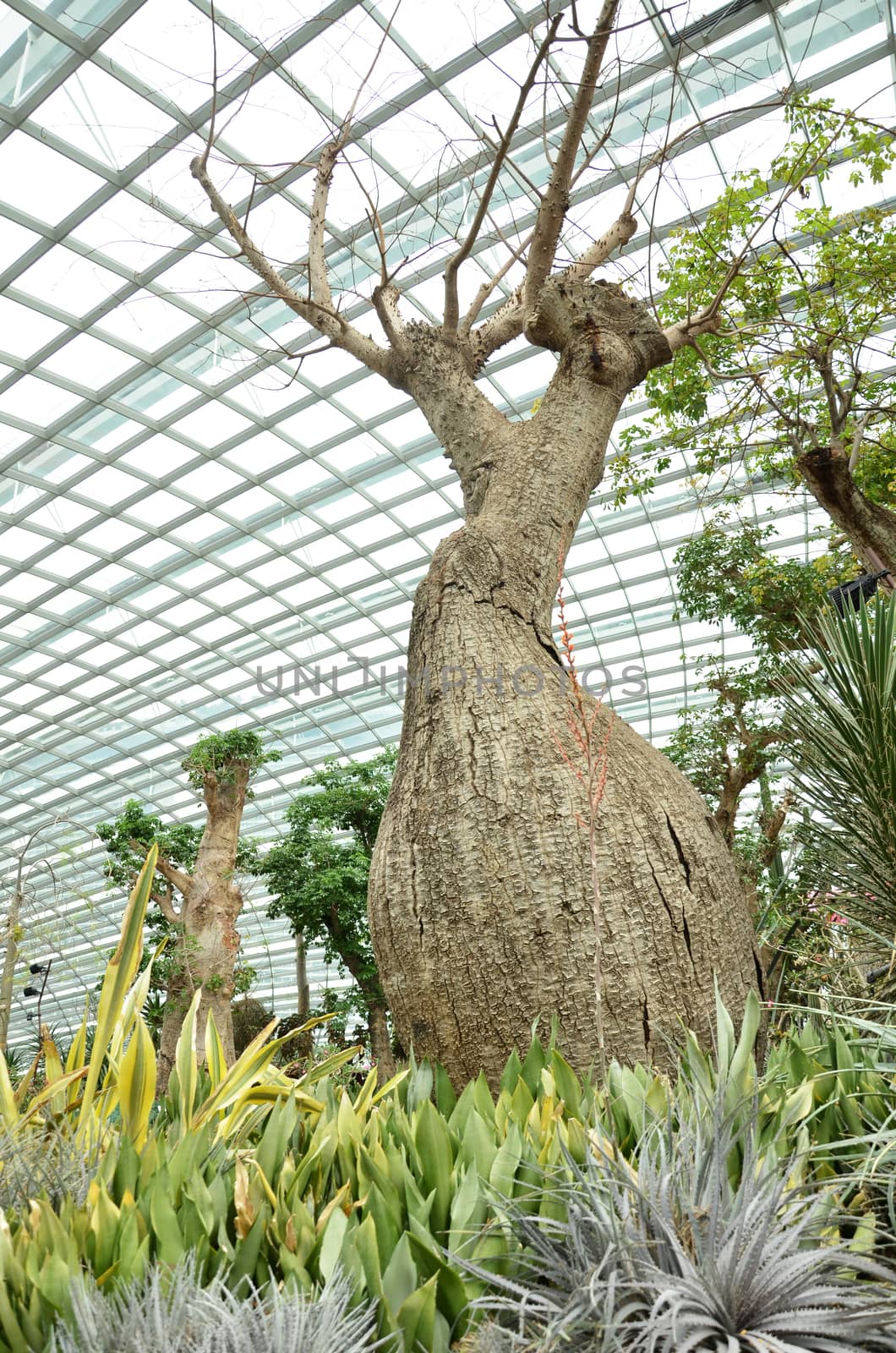 SINGAPORE- SEP 7: View of Flower Dome at Gardens by the Bay on September 7, 2015. in Singapore. Gardens by the Bay is a park spanning 101 hectares of reclaimed land.