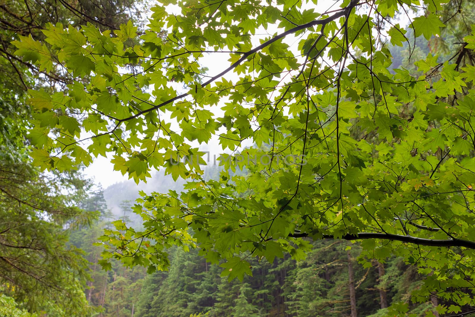 Vine Maple along Eagle Creek Trail in Columbia River Gorge Oregon