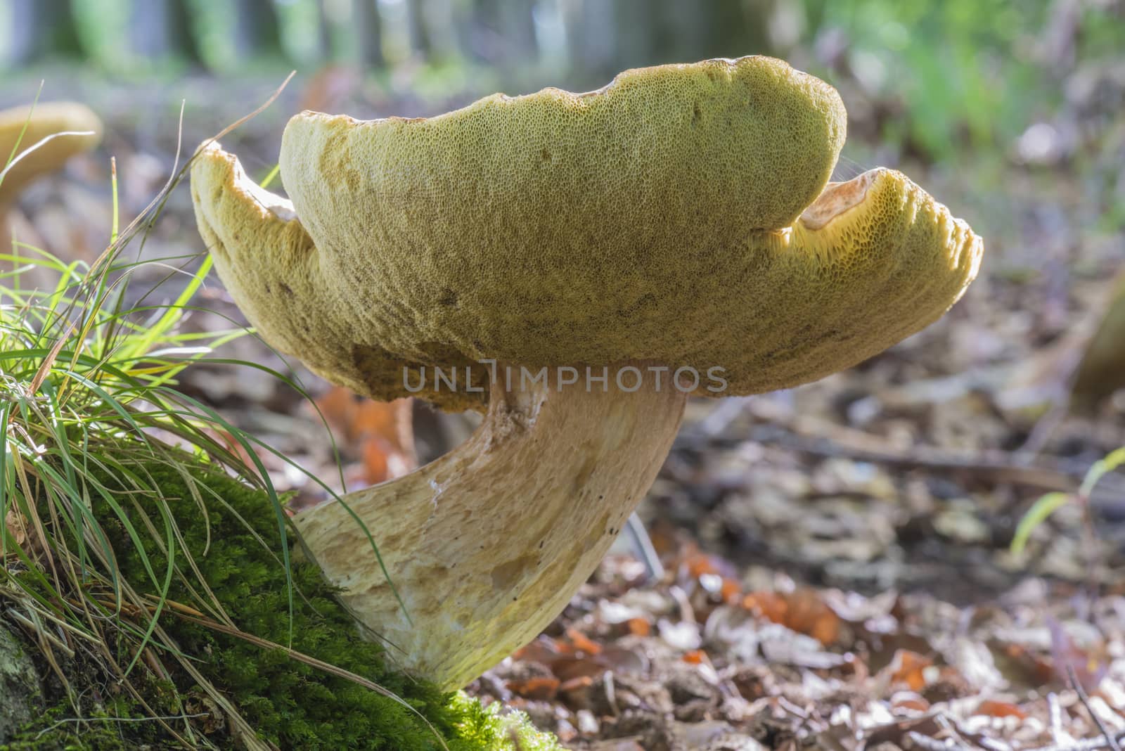 Boletis Edulis mushroom by Tofotografie