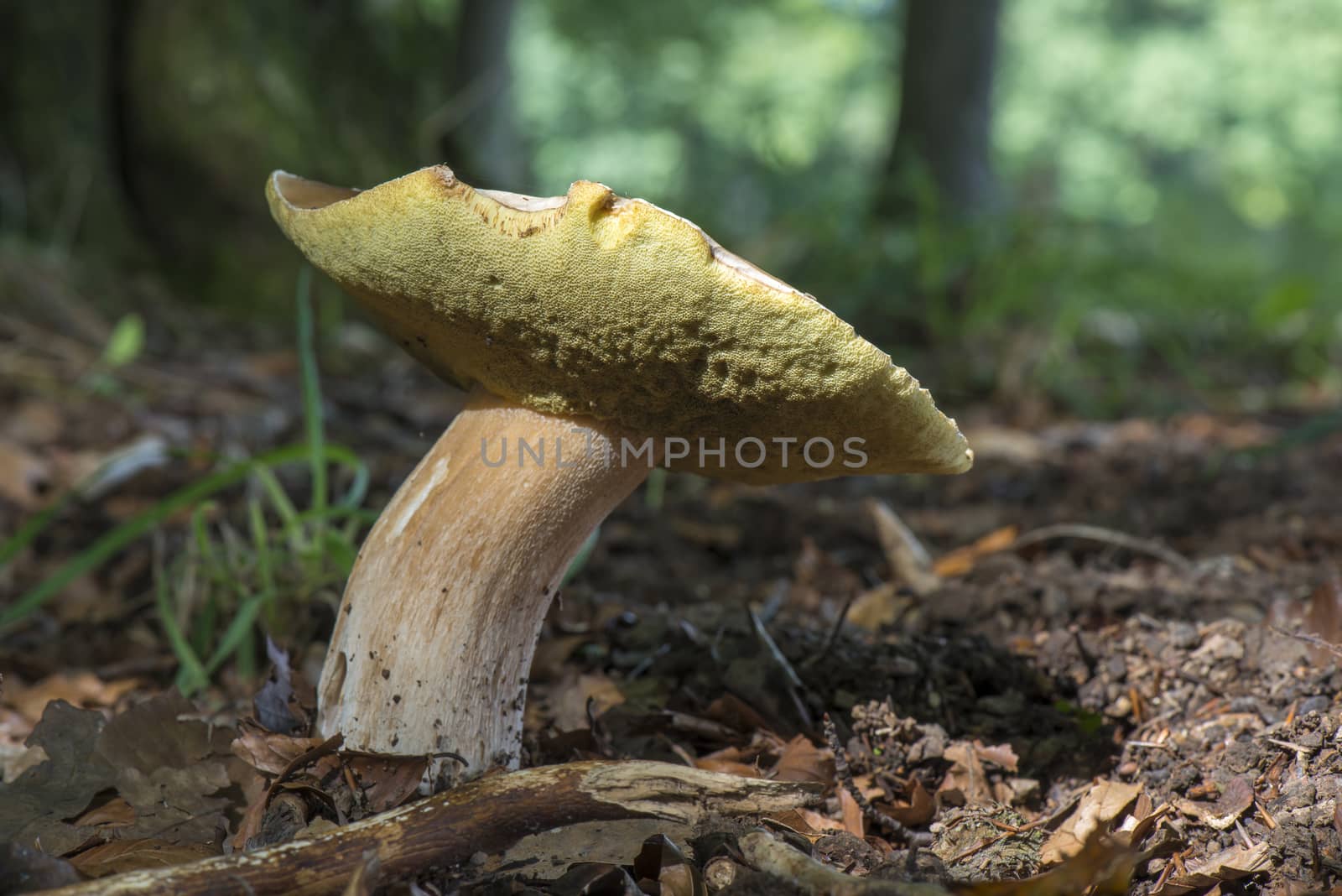 Boletis Edulis mushroom  by Tofotografie