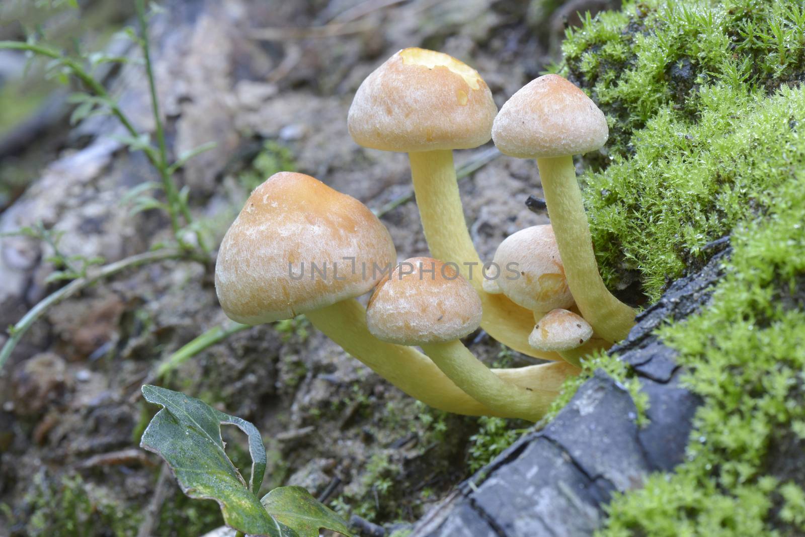 Mushroom Hypholoma fascicularis in Winterswijk in the Netherlands
